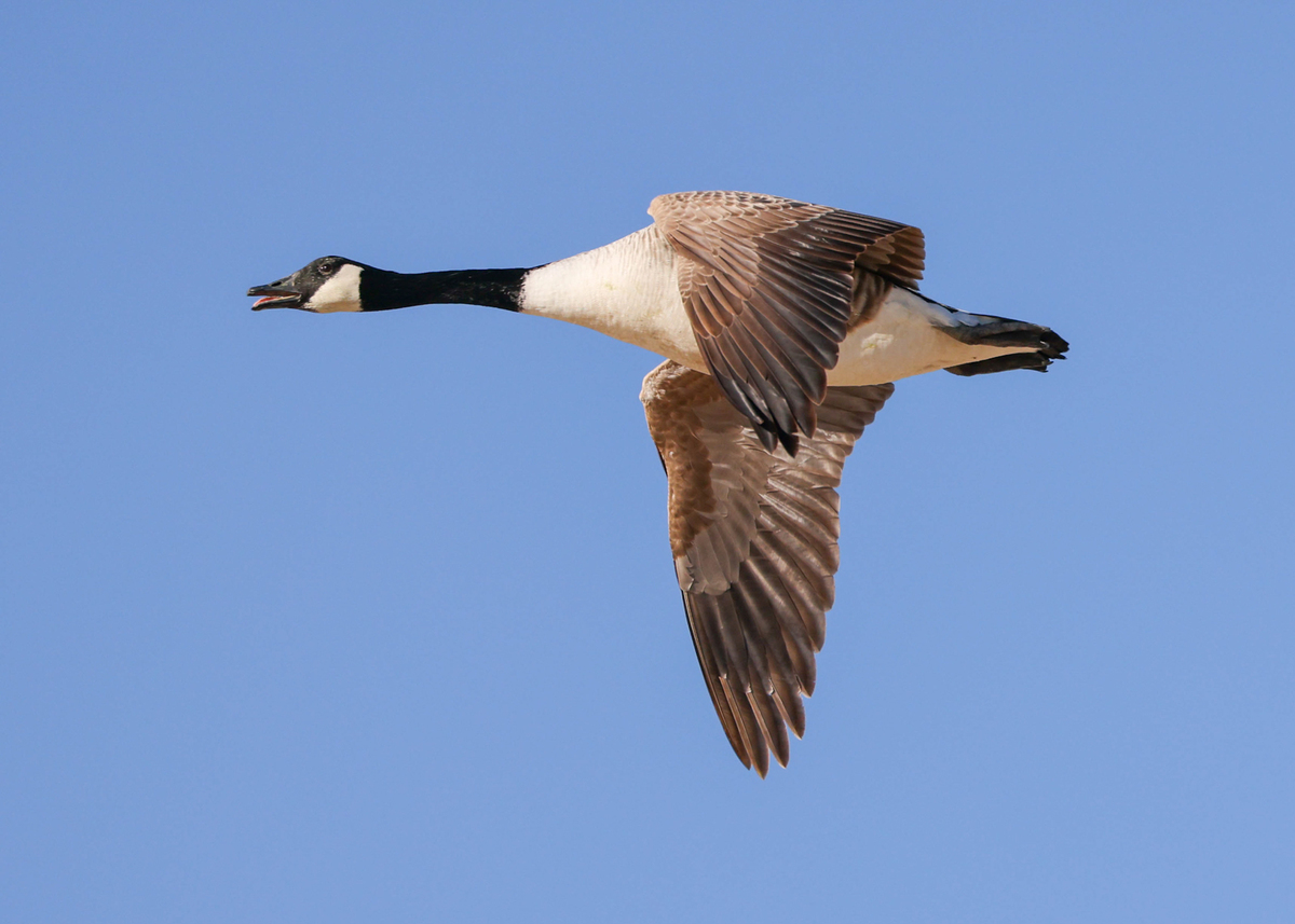 Happy Honker